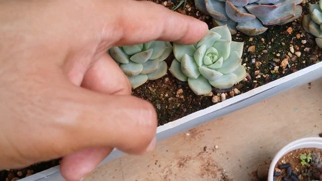 || DEHYDRATED TO HYDRATED || XGRAPTOVERIA TITUBANS ||