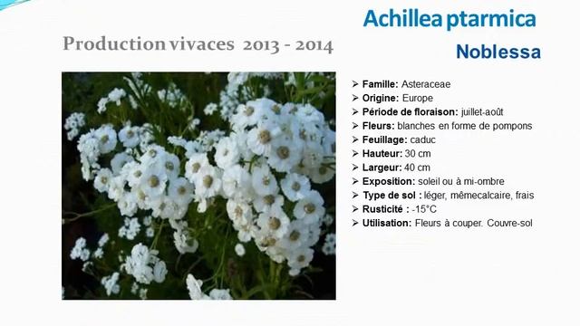 Achillea ptarmica Noblessa: plante vivace смотреть онлайн