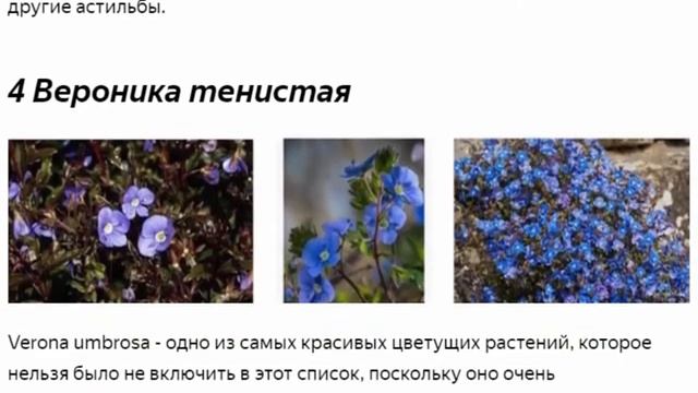 Спигелия, Лигулярия и т. д. 7 цветочных растений, которые любят тень. смотреть онлайн