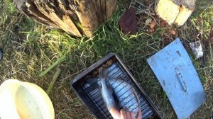 жерех горячего копчения!