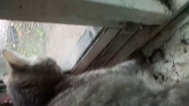 кот шипит на собаку???????ржака смотреть онлайн