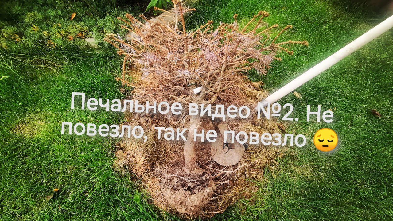 Печальное видео №2. Выкопала Биалобок, многое стало ясно . Век живи, век учись... Сентябрь 2022 смотреть онлайн