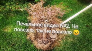 Печальное видео №2. Выкопала Биалобок, многое стало ясно . Век живи, век учись... Сентябрь 2022