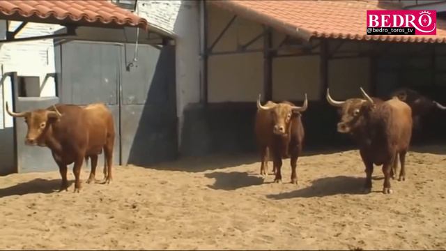 Madrid - Feria De San Isidro 2018 - Toros De El Pilar En El Corral De Plaza De Toros Las Ventas смотреть онлайн