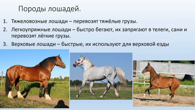 8 класс, урок биологии. Тема: домашние лошади смотреть онлайн
