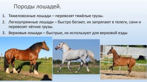 8 класс, урок биологии. Тема: домашние лошади