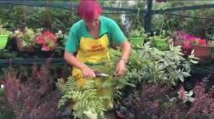 ОБРЕЗКА ДЕКОРАТИВНЫХ КУСТАРНИКОВ: сроки и правильная обрезка