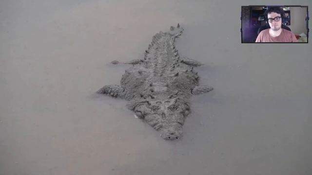 TICO REACCIONA a LUISITO COMUNICA viendo COCODRILOS en COSTA RICA!!!! смотреть онлайн