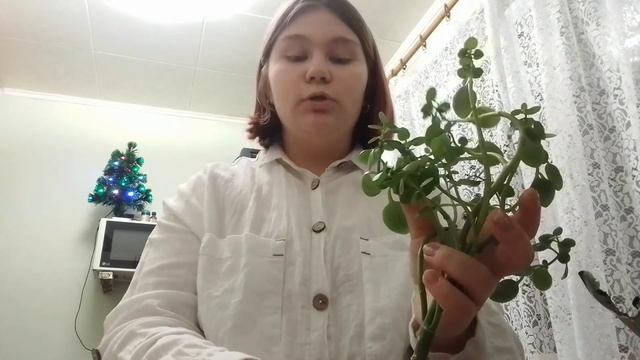 спасаем каланхоэ смотреть онлайн