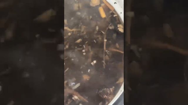 Корни - пырея, одуванчика и лопуха. #травничество смотреть онлайн