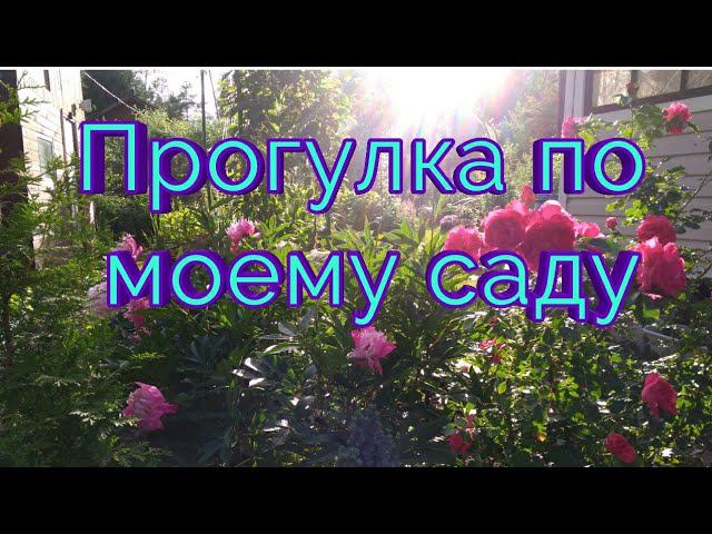 Прогулка по моему саду. Дачный влог 3 августа 2019г. Покажу Вам свой сад. Всё кроме роз. смотреть онлайн