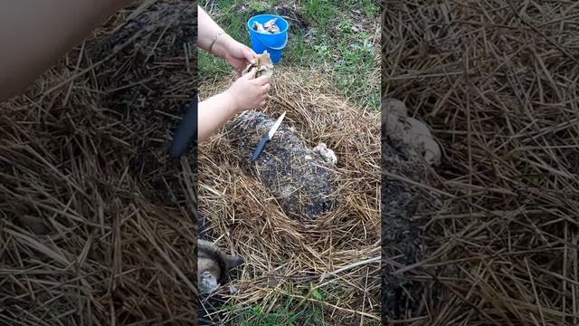 Выращивание королевских вешенок смотреть онлайн