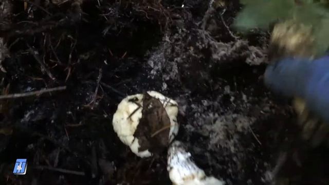 Matsutake Mushrooms Foraging in Washington (បេះផ្សិតPine) смотреть онлайн