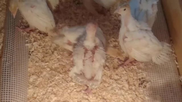 Индюшата Конвертеры спустя 2 недели! Определяем где девочка, где мальчик смотреть онлайн