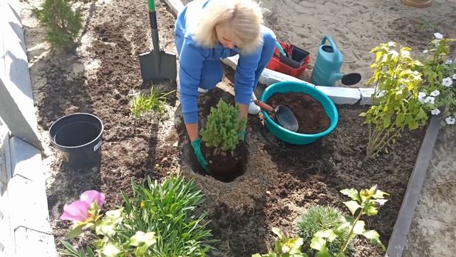 Как посадить можжевельник китайский Стрикта смотреть онлайн
