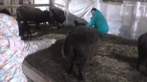 Окот 2020 I Ставим витамины ягнятам (Железо)