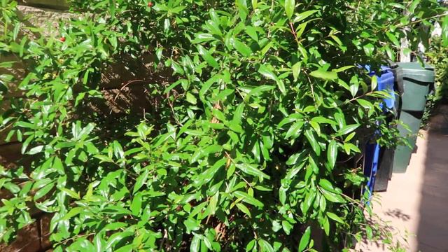 How often should I water my fruit trees, growing in a container? Let's Chat смотреть онлайн