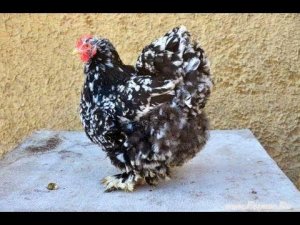 Гуковские куры На улице
