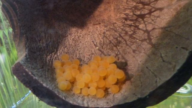 НЕРЕСТ АНЦИСТРУСОВ. РАЗМНОЖЕНИЕ АНЦИСТРУСОВ смотреть онлайн