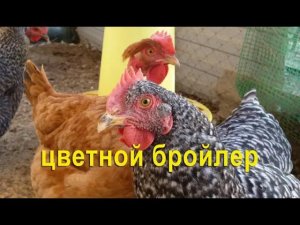 Цветной бройлер,взвешивание в 4,5 месяца. Редбро и гриз бар