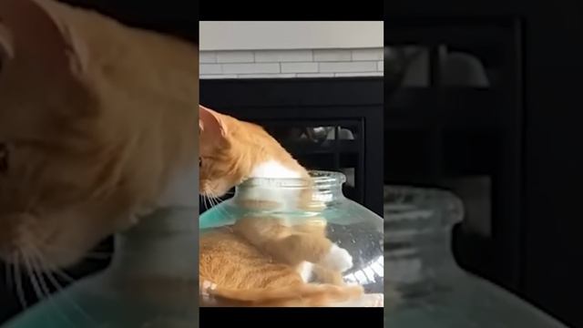 ЮМОР😂 Приколы с котами🤣