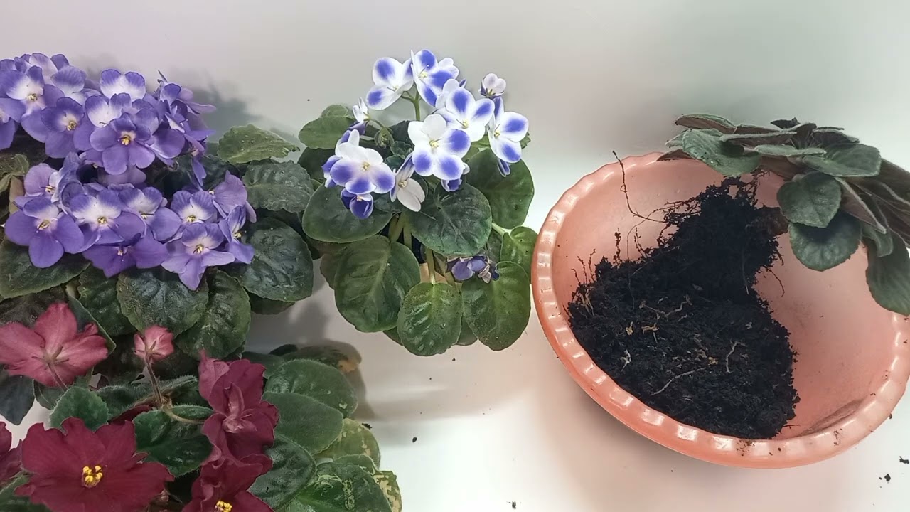 Омоложение фиалки. Как не сделать ошибок. QEQyZlBdE-0