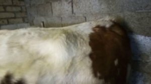 Признаки приближающегося отела. Такие разные коровы. Что бывает с коровам и, купленными на ферме.