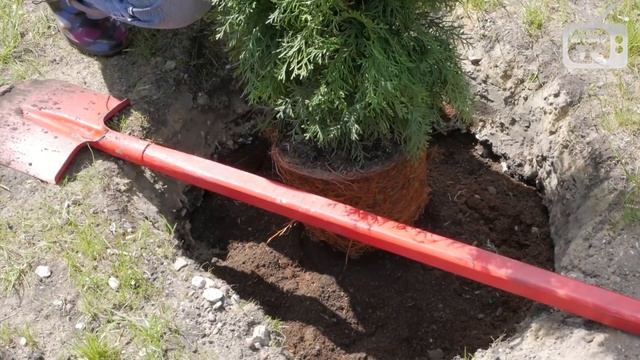 Посадка туи в грунт - посадка хвойных растений ? Хитсад ТВ