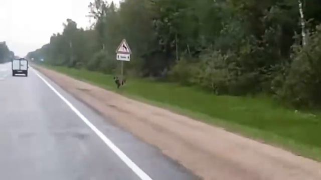 Осторожно лоси ❗️❗️❗️Вышний Волочёк смотреть онлайн