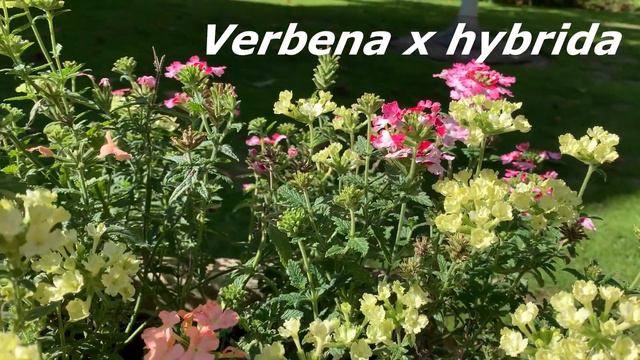 Verbena x hybrida смотреть онлайн
