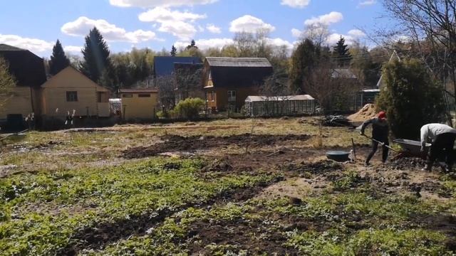 Что не так? Почему газон не получился? #дача #газон смотреть онлайн