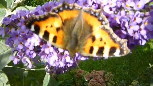 LARGE TORTOISESHELL BUTTERFLY(AGLAIS URTICAE) смотреть онлайн