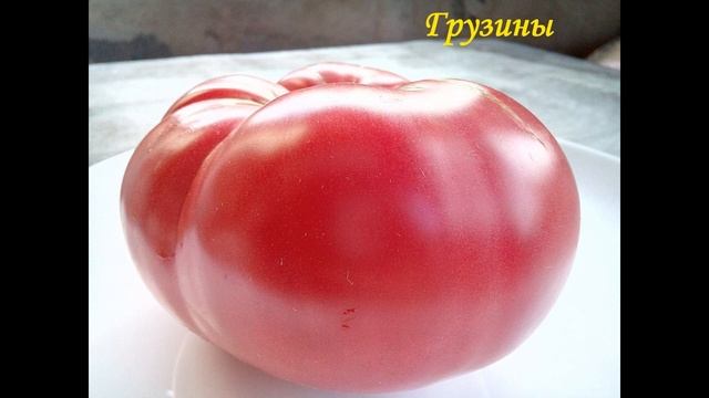 Самый лучший томат в мире 2023 г.!!! Высокоурожайный, сладкий и вкусный томат сорта ГРУЗИНЫ!!! смотреть онлайн