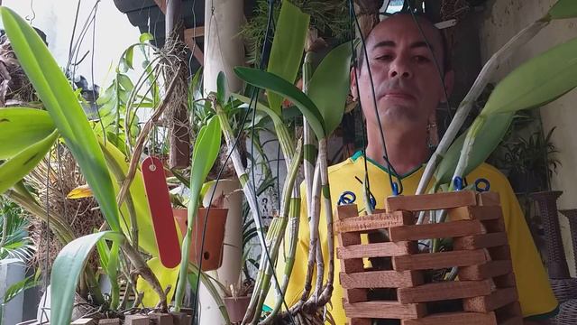 CATYLEIAS CANELUDAS DO JEITO CERTO, GUTATA COERULLA, GUTATA , CHOCOLATE DROP ORQUÍDEAS смотреть онлайн