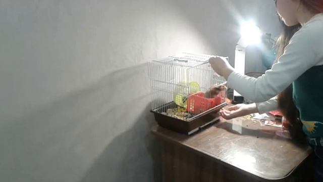 Переселение хомяка " Лисички " в большую клетку смотреть онлайн