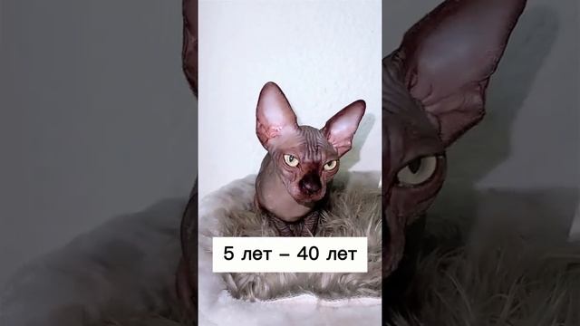 Лысая кошка Сфинкс возраст кота очень важен