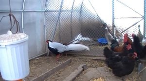 Куры маран черно медный + фазаны серебряные + утки индийский бегунок