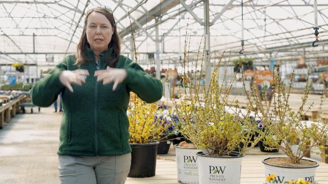 PETITTI Forsythia Spotlight | Grow For Spring Color, Deer Resistance & Cut Flowers смотреть онлайн