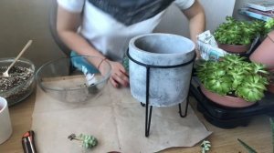 Пересадка Эхеверии |  Каменная Роза