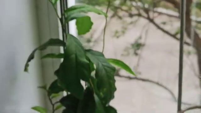 Мои комнатные цветы августа. Это волшебство! смотреть онлайн