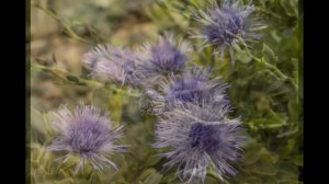 ГЛОБУЛЯРИЯ  или ШАРОВНИЦА  (GLOBULARIA)  сем. Норичниковые (Глобуляриевые)