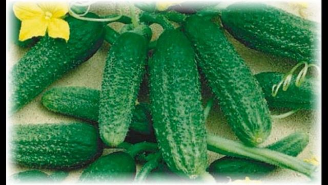 Выбор и описание разнообразных сортов огурцов смотреть онлайн