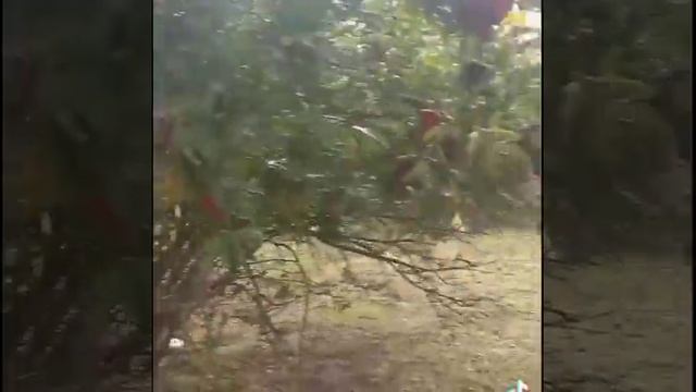 Грузия Рустави смотреть онлайн