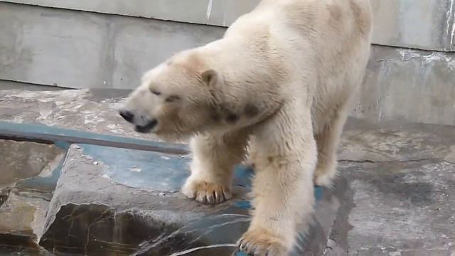 Екатеринбург зоопарк 34 смотреть онлайн