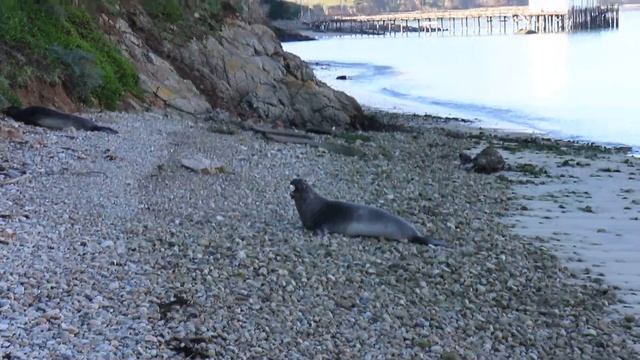 Молодые морские слоны на пляже в Point Reyes смотреть онлайн