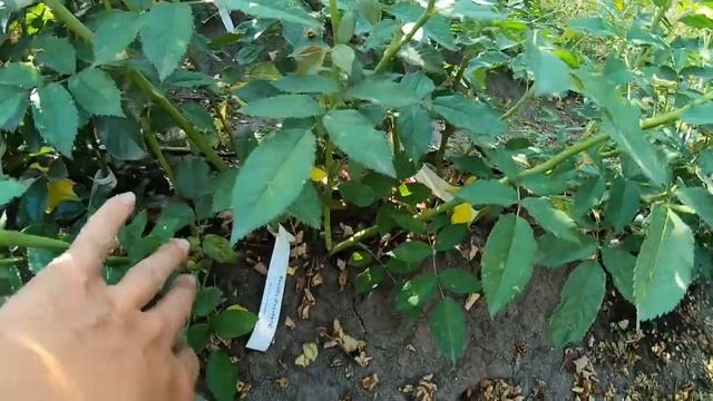 привитые или корнесобственные? смотреть онлайн