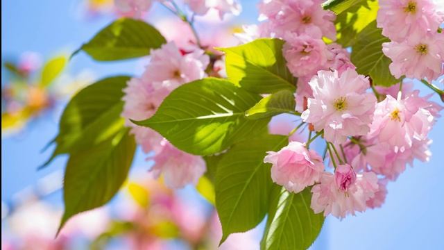 Расслабляющая музыка на пианино смотреть онлайн