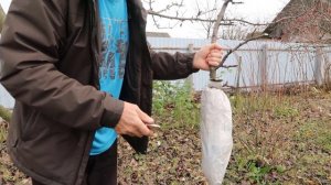 Как из ветки дерева вырастить саженец результмт ч 3