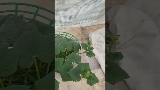 огурец Трюкач варианты выращивания. Эксперимент. смотреть онлайн