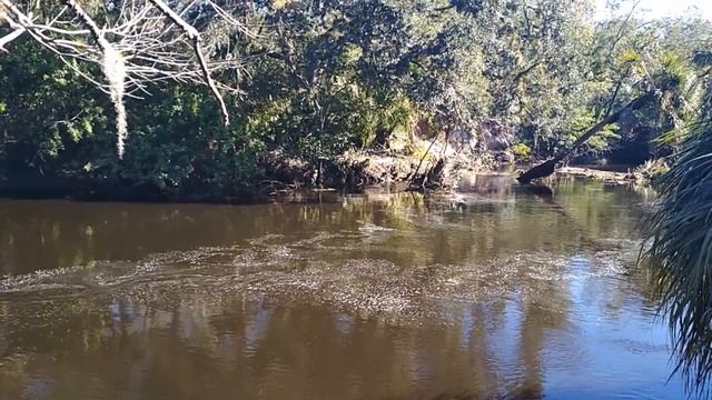 Прогулка в Turkey Creek парке смотреть онлайн